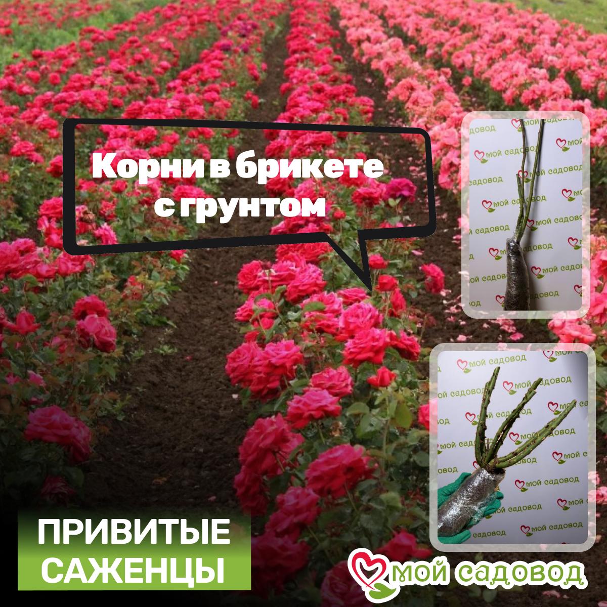 Роза чайно-гибридная Сим Салабим