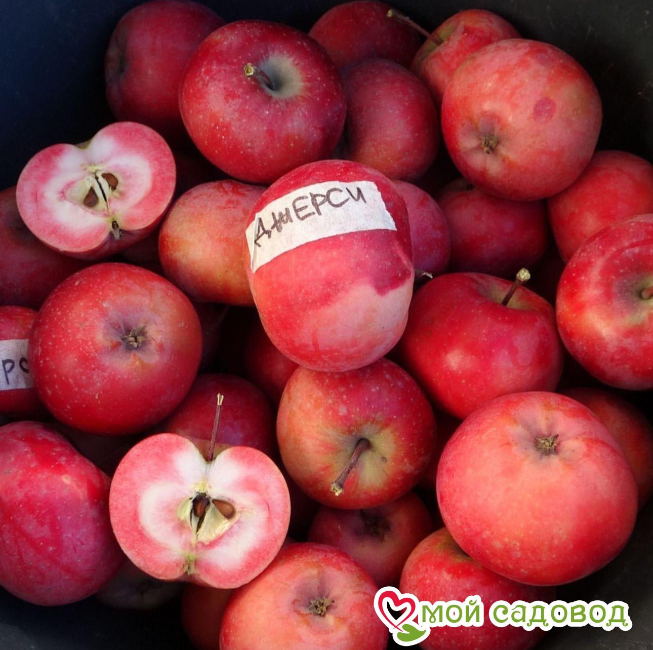 Яблоня Джерси