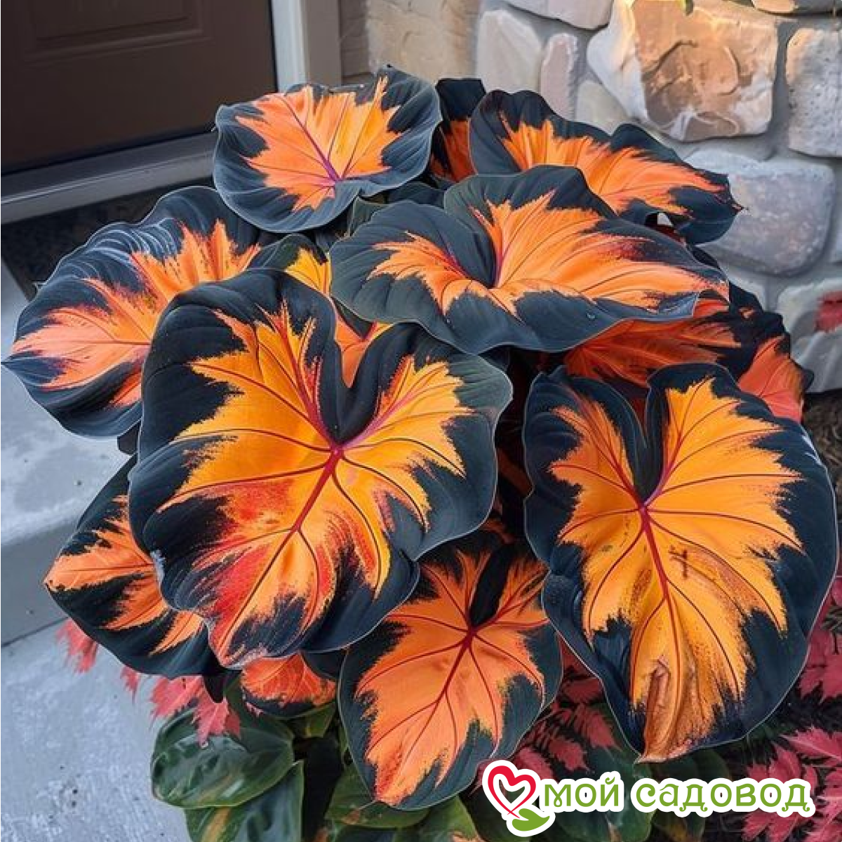 Хоста Сикрет Форест