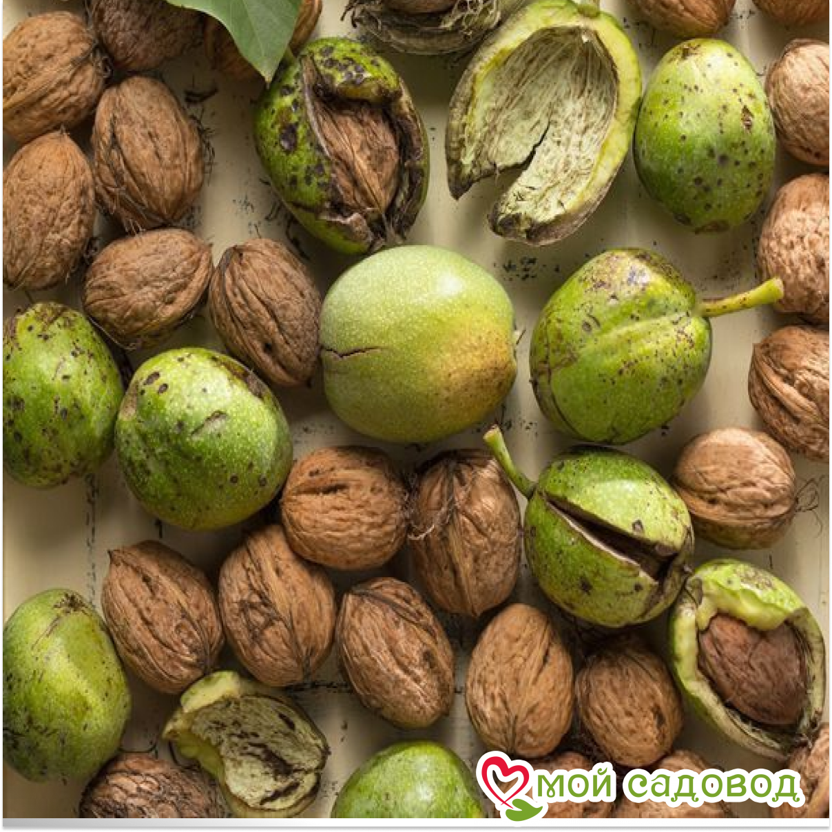 Грецкий Орех Кочерженко